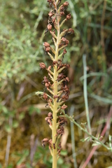 Orchis anthropophora
