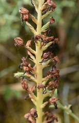 Orchis anthropophora