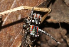 Maratus volans
