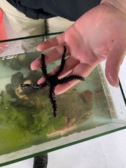 Ophiacanthida