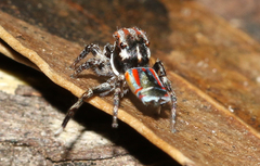 Maratus volans