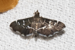 Diathrausta