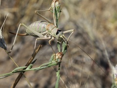 Ephippiger apulus apulus