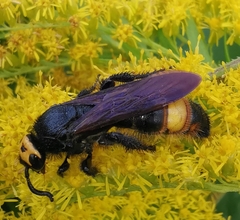 Scoliinae