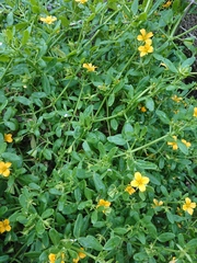 Roepera billardierei