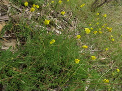 Goodenia pinnatifida