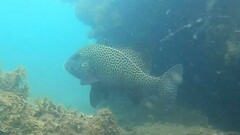 Plectorhinchus chaetodonoides