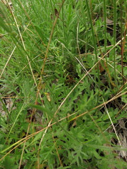 Goodenia pinnatifida