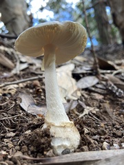 Amanita marmorata