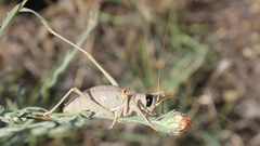 Ephippiger apulus apulus