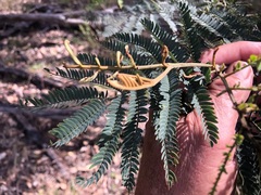 Acacia glaucocarpa
