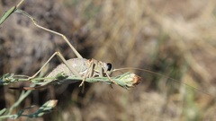 Ephippiger apulus apulus