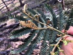 Acacia glaucocarpa