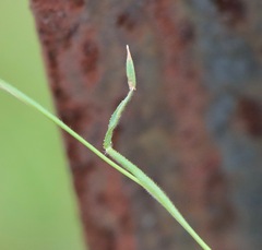 Pentameris airoides airoides