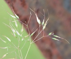 Pentameris airoides airoides