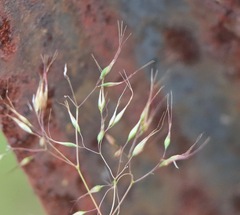 Pentameris airoides airoides