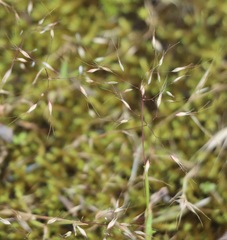 Pentameris airoides airoides