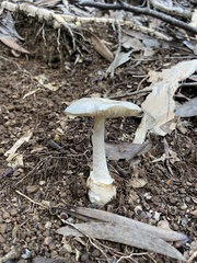 Amanita marmorata
