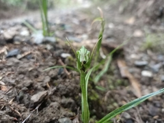 Pterostylis graminea