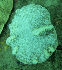 Duncanopsammia peltata