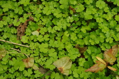 Hydrocotyle heteromeria