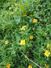 Roepera billardierei