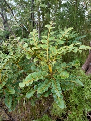 Phyllocladus