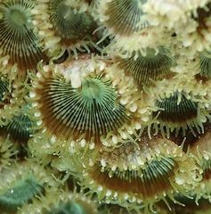 Palythoa mutuki