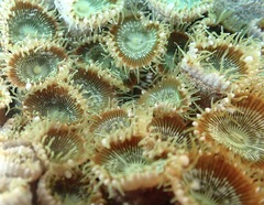 Palythoa mutuki