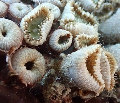 Palythoa mutuki