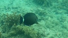 Acanthurus blochii
