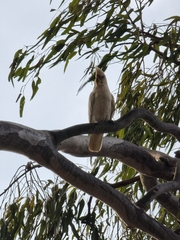 Cacatua sanguinea gymnopis