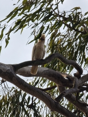 Cacatua sanguinea gymnopis