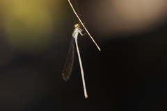Pseudagrion ignifer