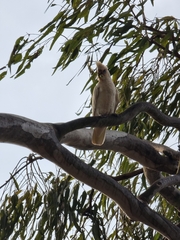 Cacatua sanguinea gymnopis