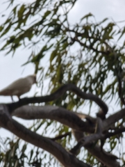 Cacatua sanguinea gymnopis