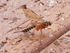 Echthromorpha agrestoria