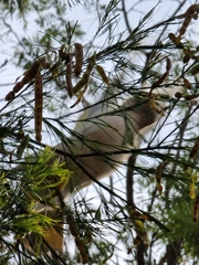 Cacatua sanguinea gymnopis