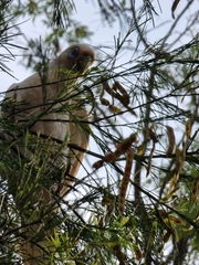 Cacatua sanguinea gymnopis