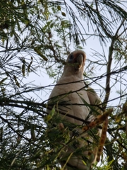 Cacatua sanguinea gymnopis