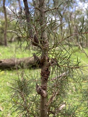 Hakea decurrens physocarpa