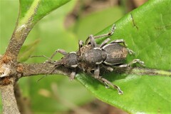 Perperus lateralis