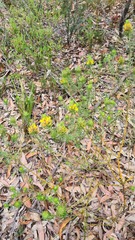 Phyllota grandiflora