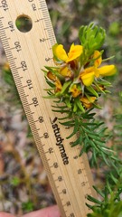 Phyllota grandiflora