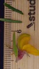 Phyllota grandiflora