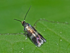 Stigmella aurella