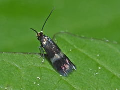 Stigmella aurella