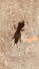 Gryllotalpa