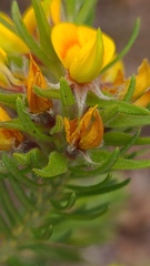 Phyllota grandiflora