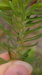 Phyllota grandiflora
